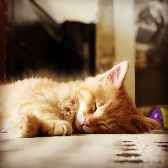 Meet your Posher, Laura - Picture 1 of 1